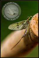 /album/flyfishing-adventure1/a10465465-792408727477051-7882211660613676338-o-jpg/